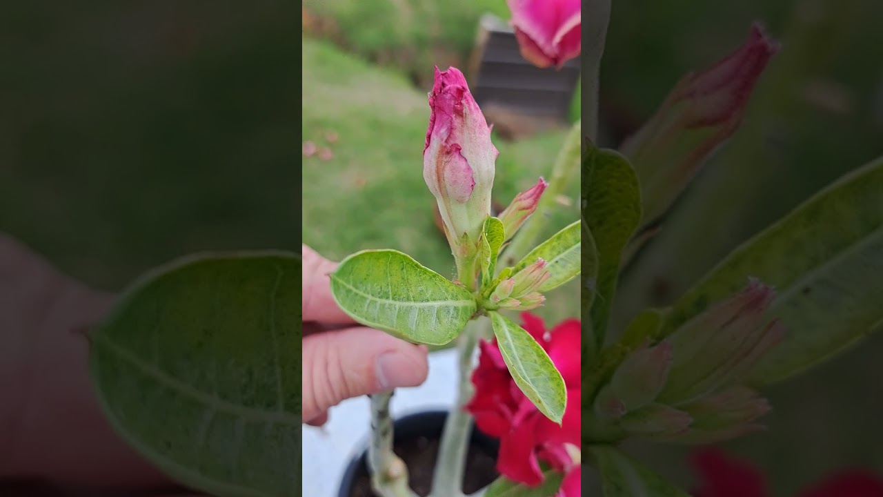 How to control Spider Mites on Desert Rose/Adenium  plants