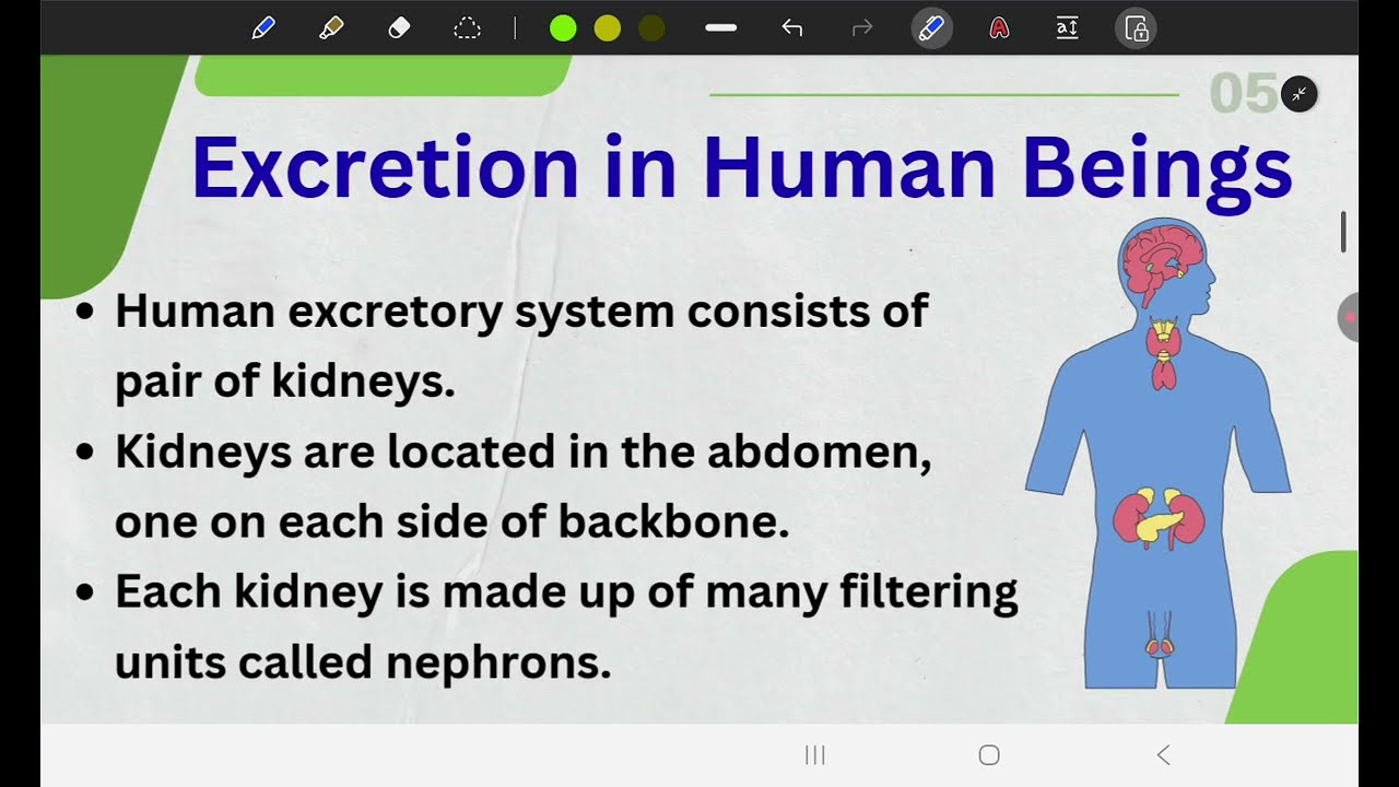 Human Excretory System | Kidney & Nephron Explained | Class 10 Biology