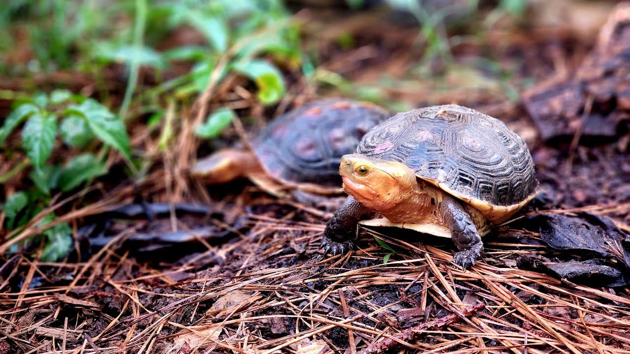 SEARCHING For BOX TURTLES in NATURALISTIC Enclosure!