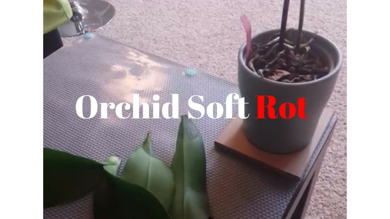 Orchid - Tips & Thoughts on 