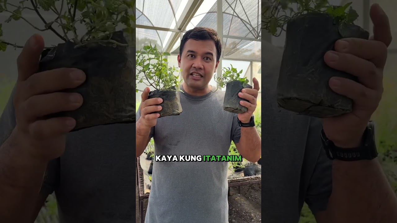 Part 1 of 2: Here are some tips in growing mint. #mint #herbs #fresherb #carlothefarmer #cogrow