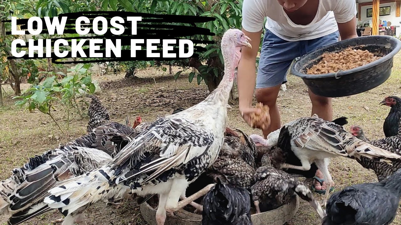 LOW COST CHICKEN FEED (Banana Tree)