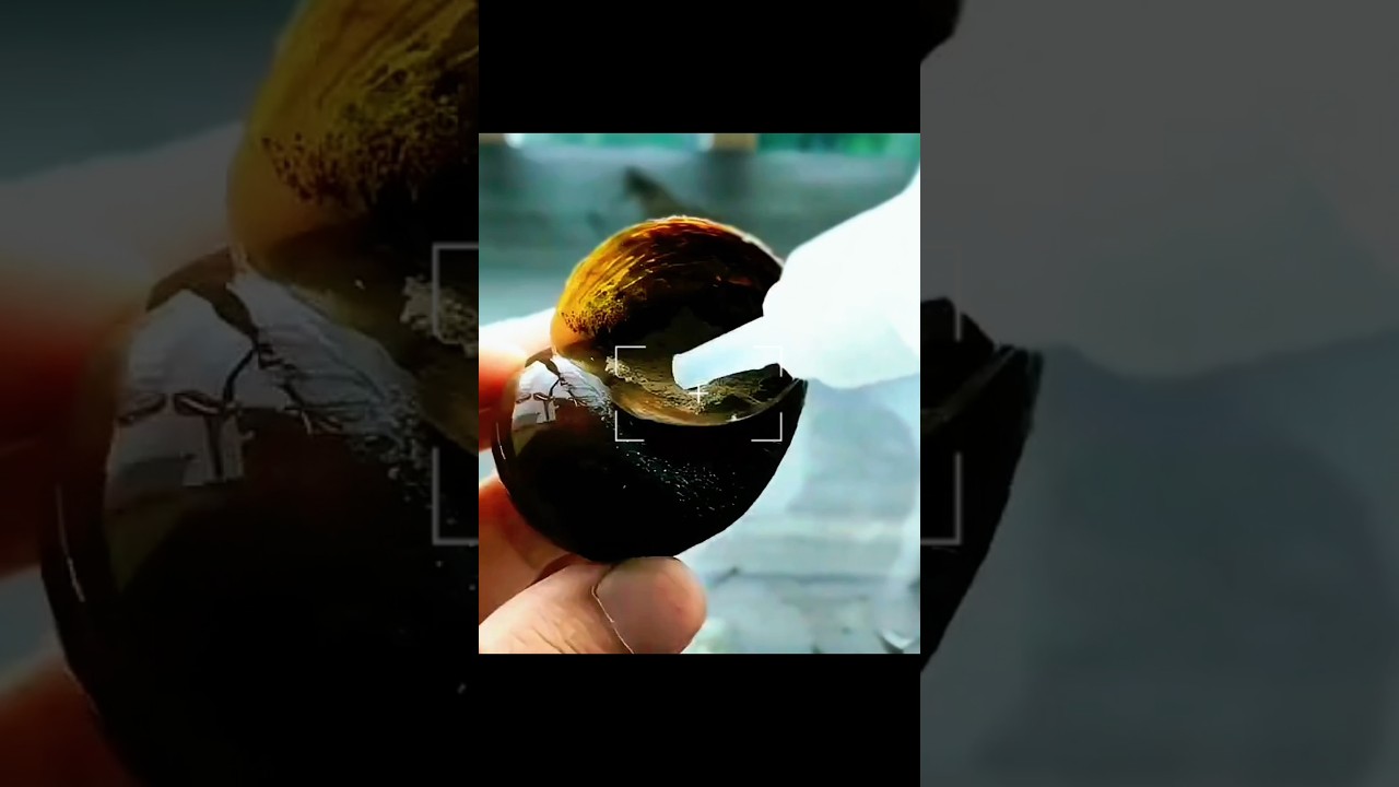 I Sealed My Snail Tank With Hot Glue
