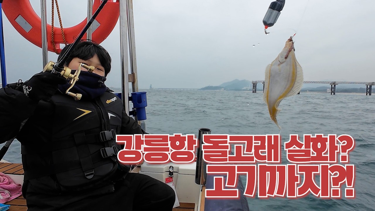 강릉항 돌고래가 왔는데 고기가 나온다고?