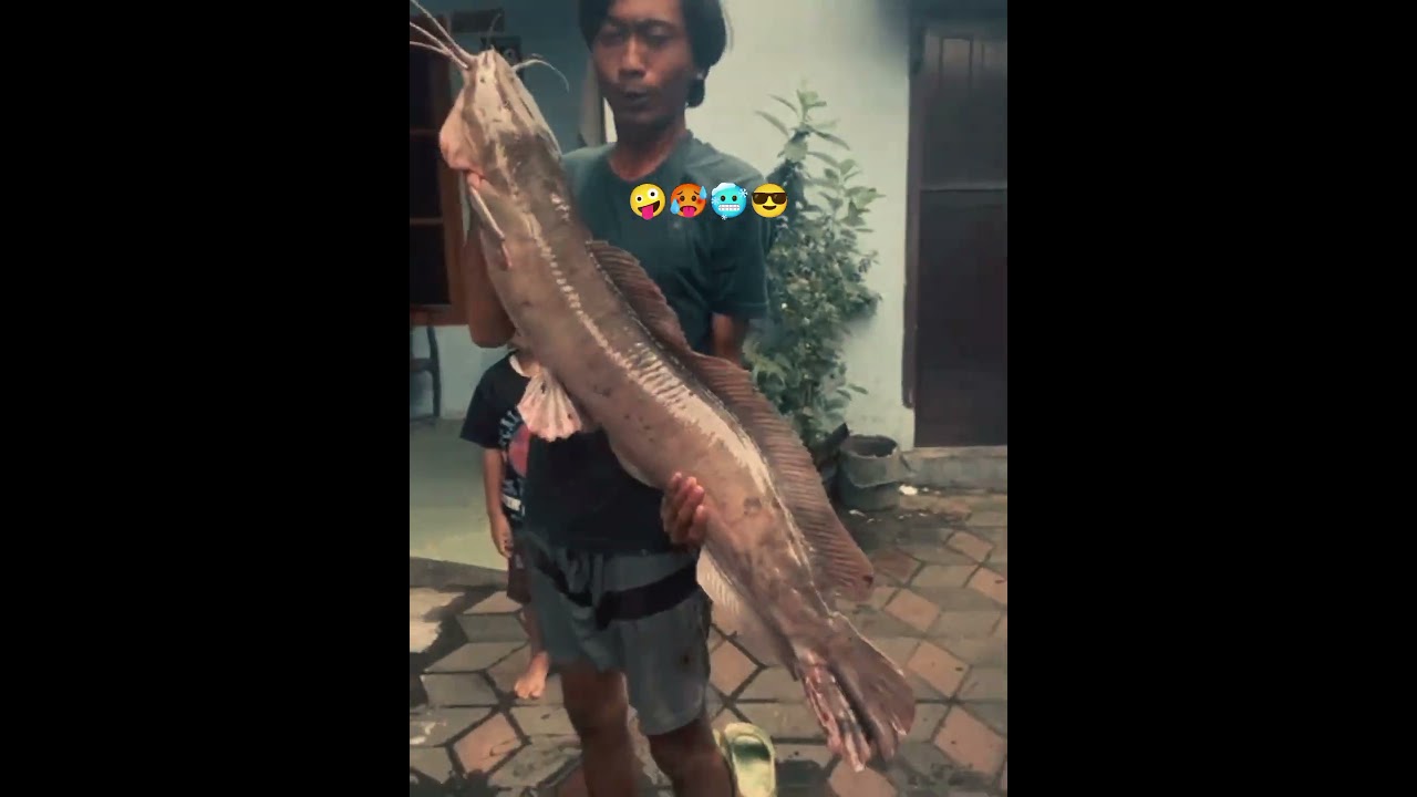 wirawiri golek golek iwak babon mas #mamcing #hobimancing #hiburan
