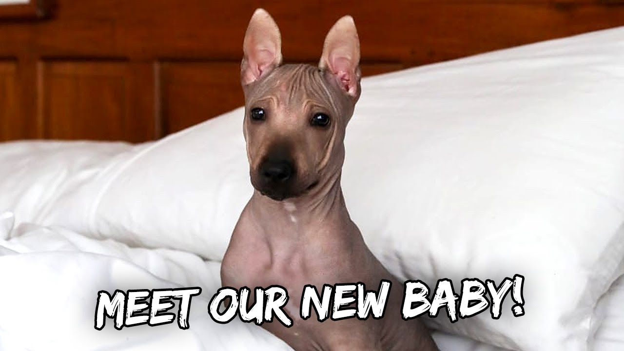 Meet Our New Bald Puppy (Xoloitzquintli a.k.a. Mexican Hairless Dog) - April 4, 2022 | Vlog 