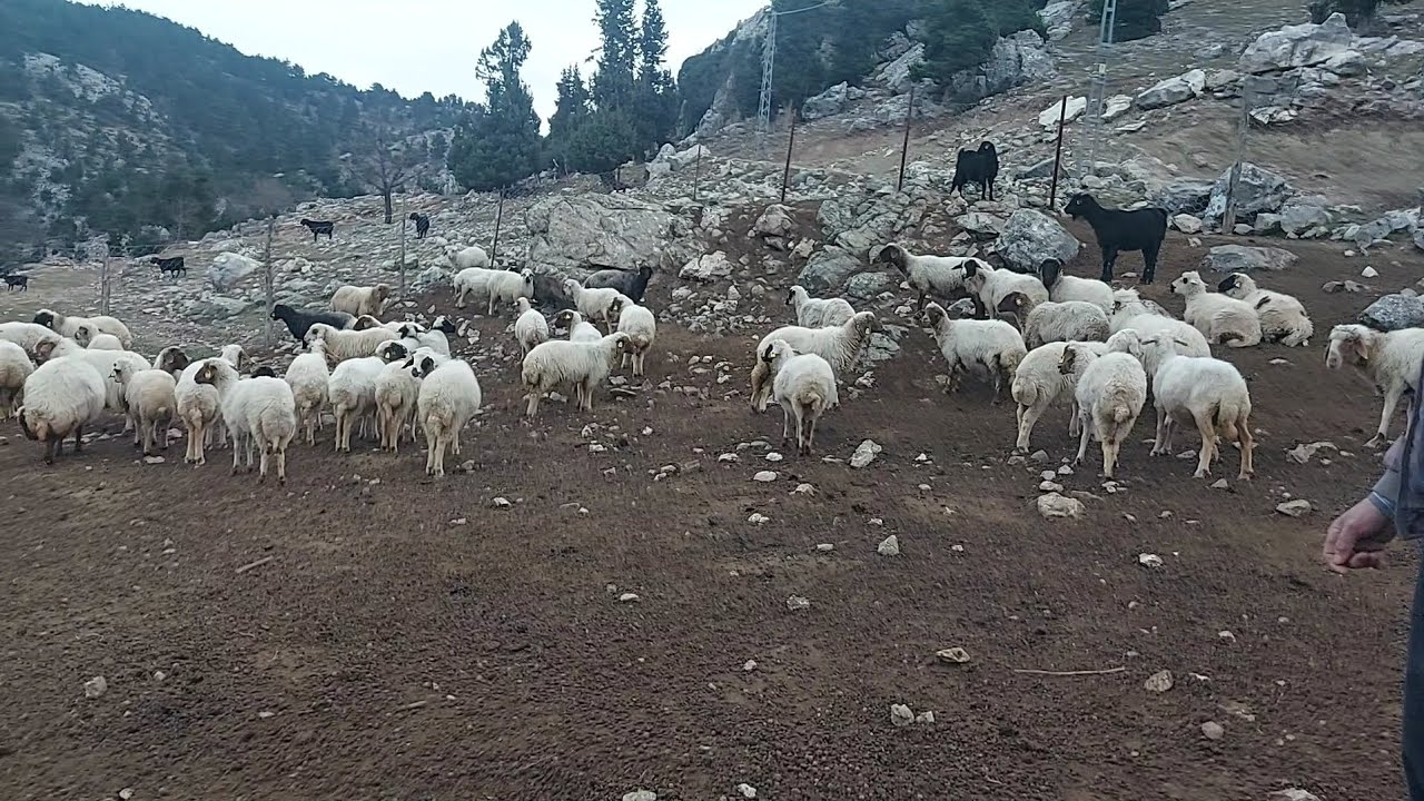 Bu koyunlar 20 yıl yaşıyor ata yadigarı isimsiz koyunlar.