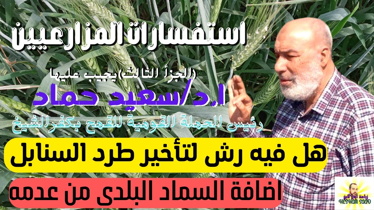 تاخير طرد السنابل وزيادة النمو الخضرى فى القمح🌾 /الاجابة فى الفيديو