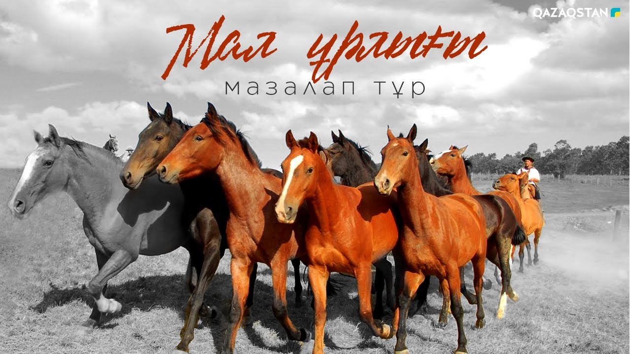 «Мал ұрлығы мазалап тұр». Деректі фильм