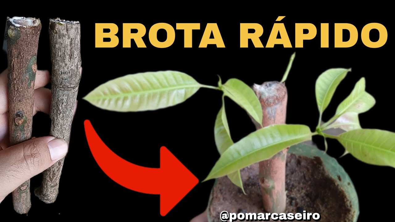 Veja ISSO Antes de Tentar CLONAR Plantas Por Galhos. Propagação por Estaquia.