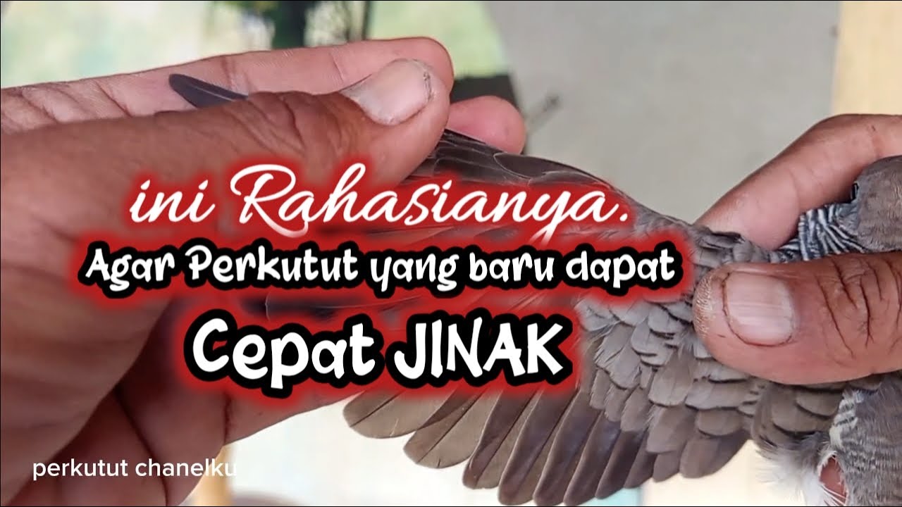 Rahasia Agar PERKUTUT lokal BARU DAPAT AGAR cepat JINAK