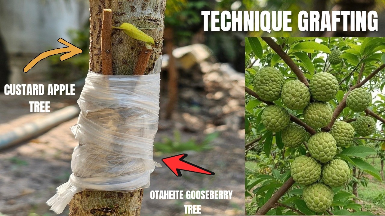 TECHNIQUE GRAFTING OTAHEITE GOOSEBERRY TREE + 2 CUSTARD APPLE TREE