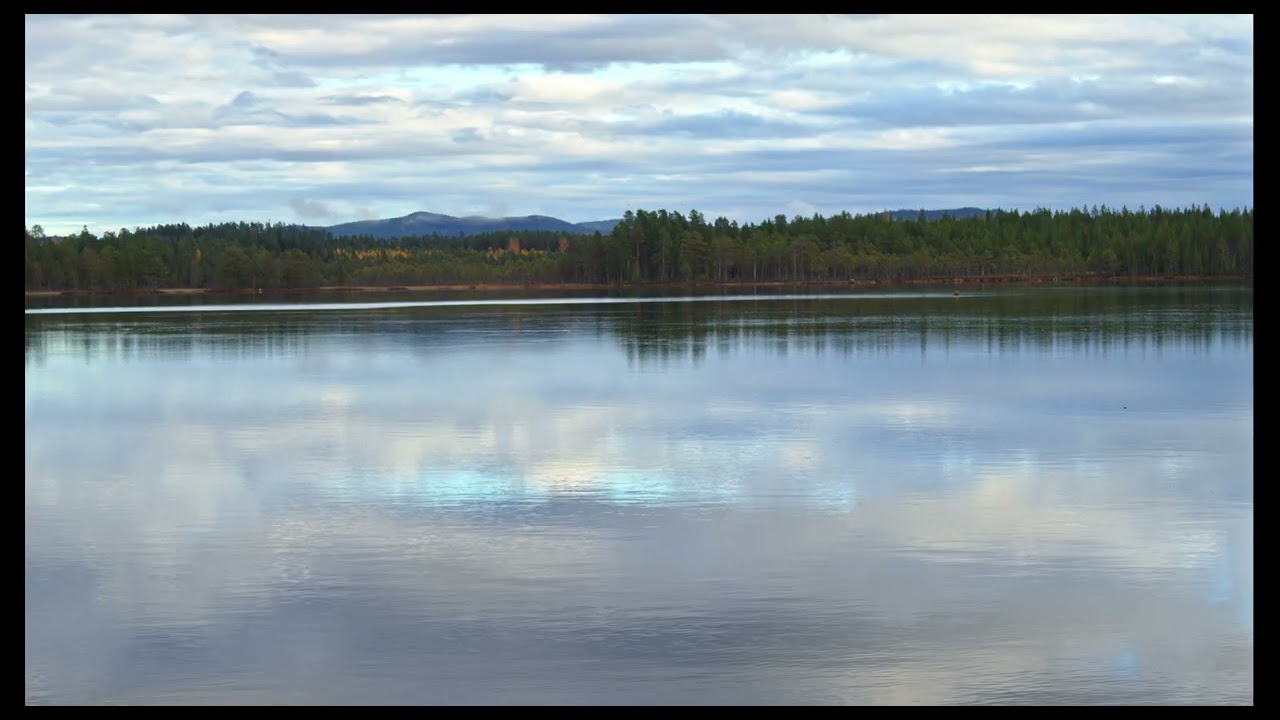 Birds Singing on the Lakeshore Forest, Water & Wind Sounds - Relaxing Nature Sounds