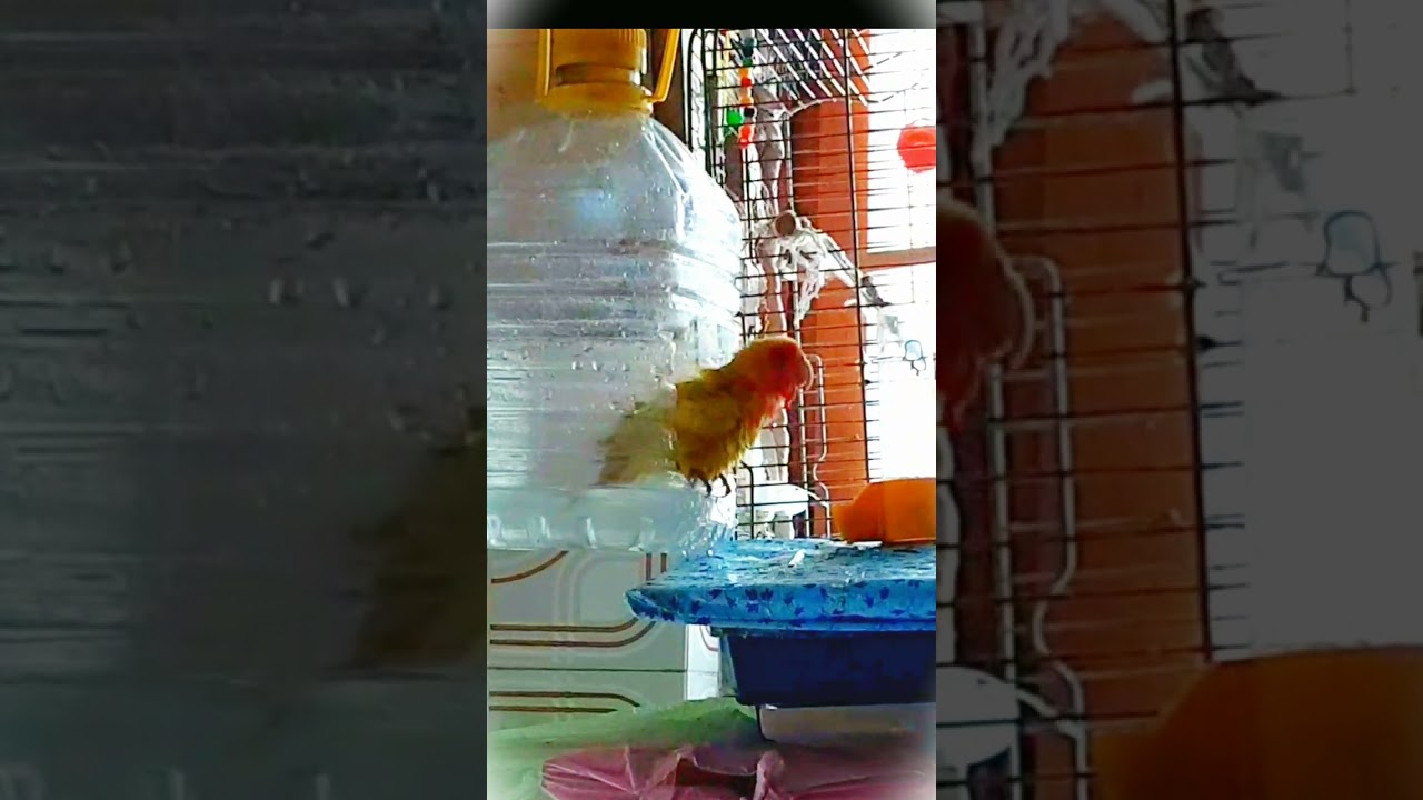 tre pappagalli inseparabili fanno bagno. three parrots inseparable taking a bath.