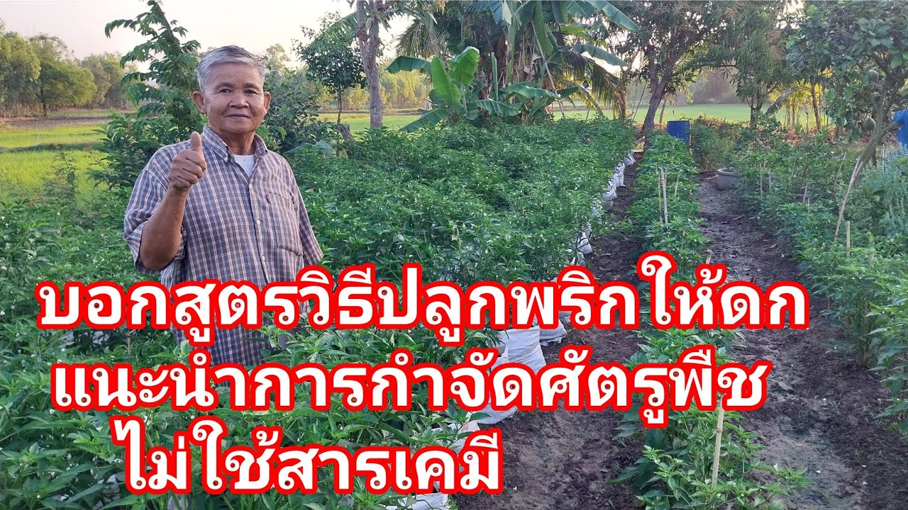 มาดูวิธีปลูกพริกให้ดก แนะนำการกำจัดศัตรูพืชแบบไม่ใช้สารเคมี