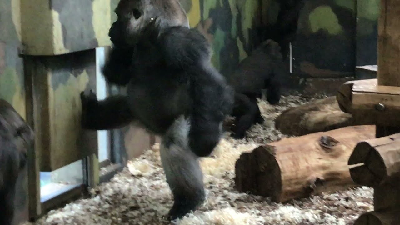Western Lowland Gorilla (16) - Givskud Zoo (Denmark)