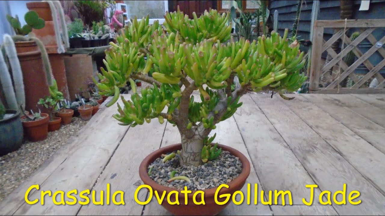 Crassula Gollum #crassulaovata