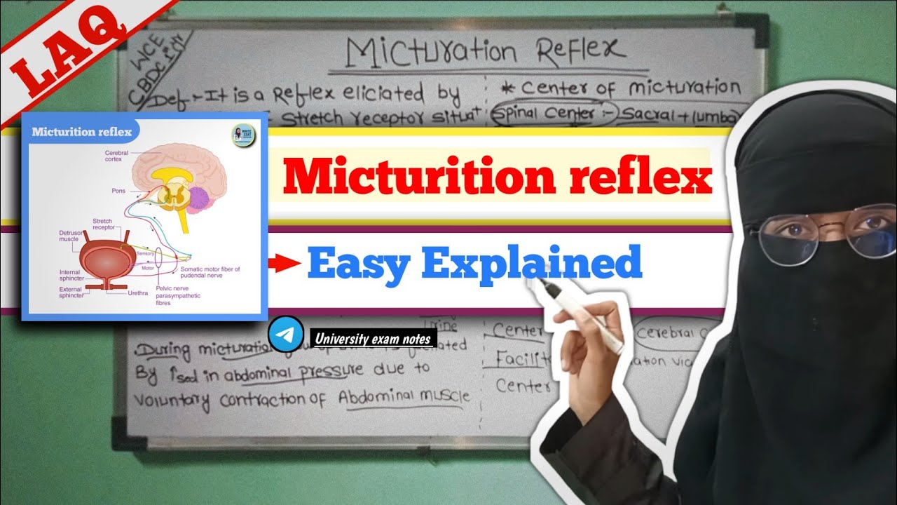 Micturition reflex physiology | Excretory System physiology #Micturition #laq 