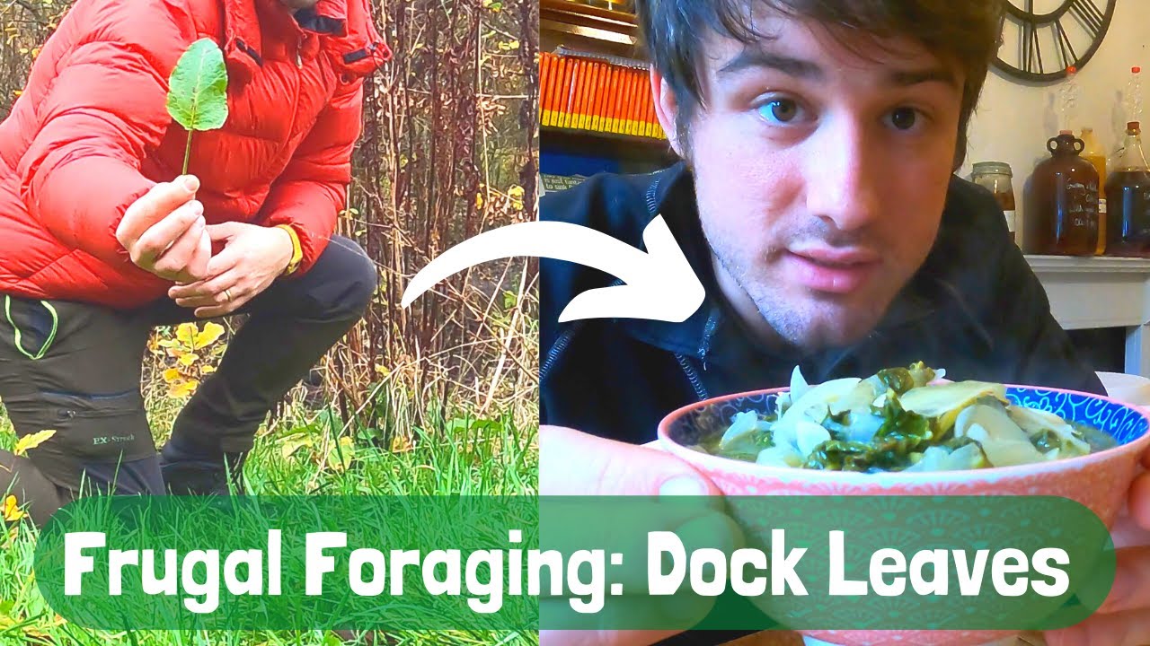 Frugal Foraging (Part 3 - Dock Leaves)