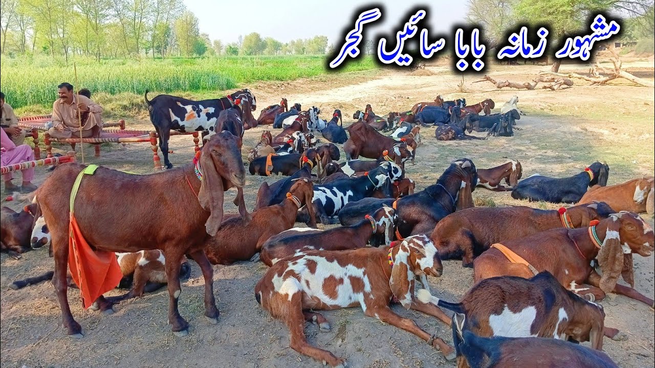 Big Size Beetal Goats Of Abbas Gujjar - Beetal Goats In Arifwala