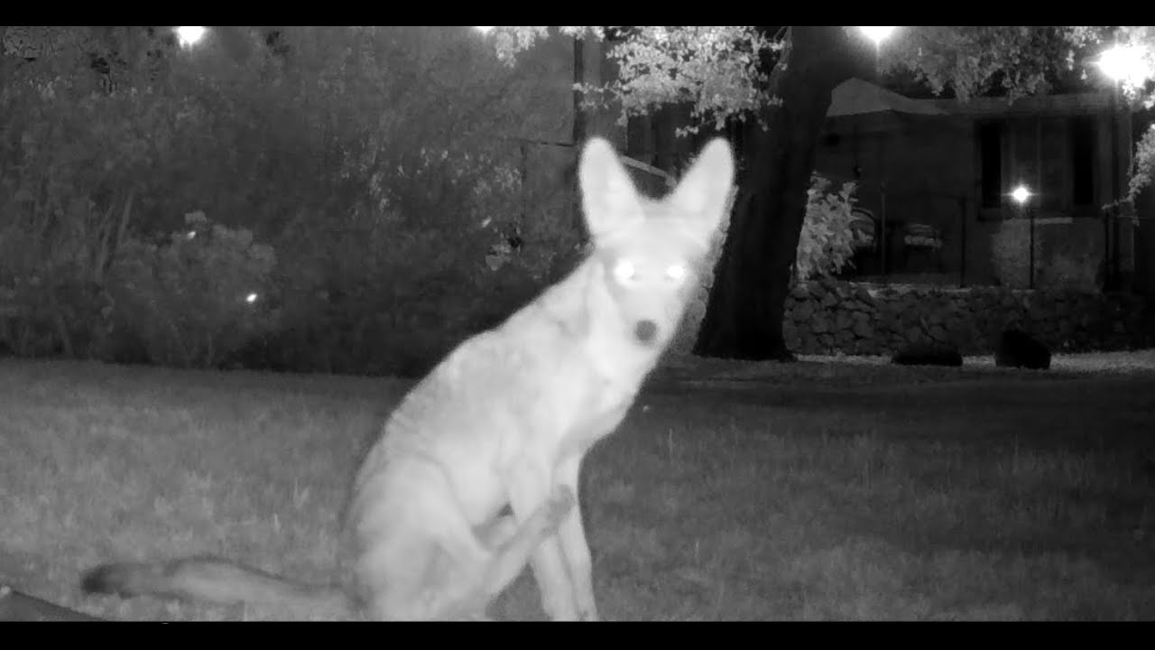 Coyote Bobcat Woodside Ca