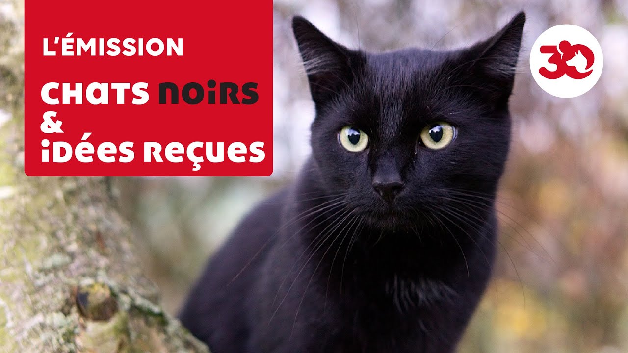 Le chat noir, victime de superstitions d'un autre âge