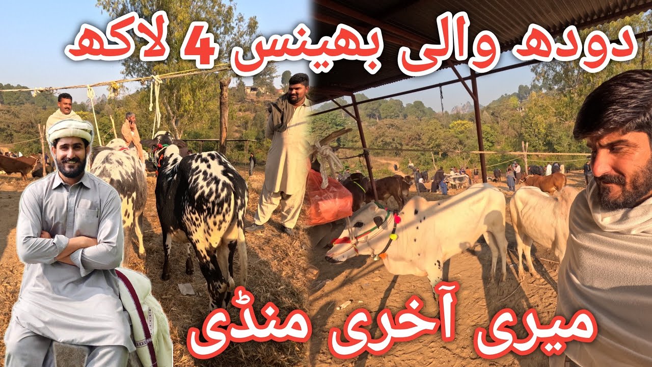 Price of largest animal market of AJK || Dongi muvashi mandi #buffalo  