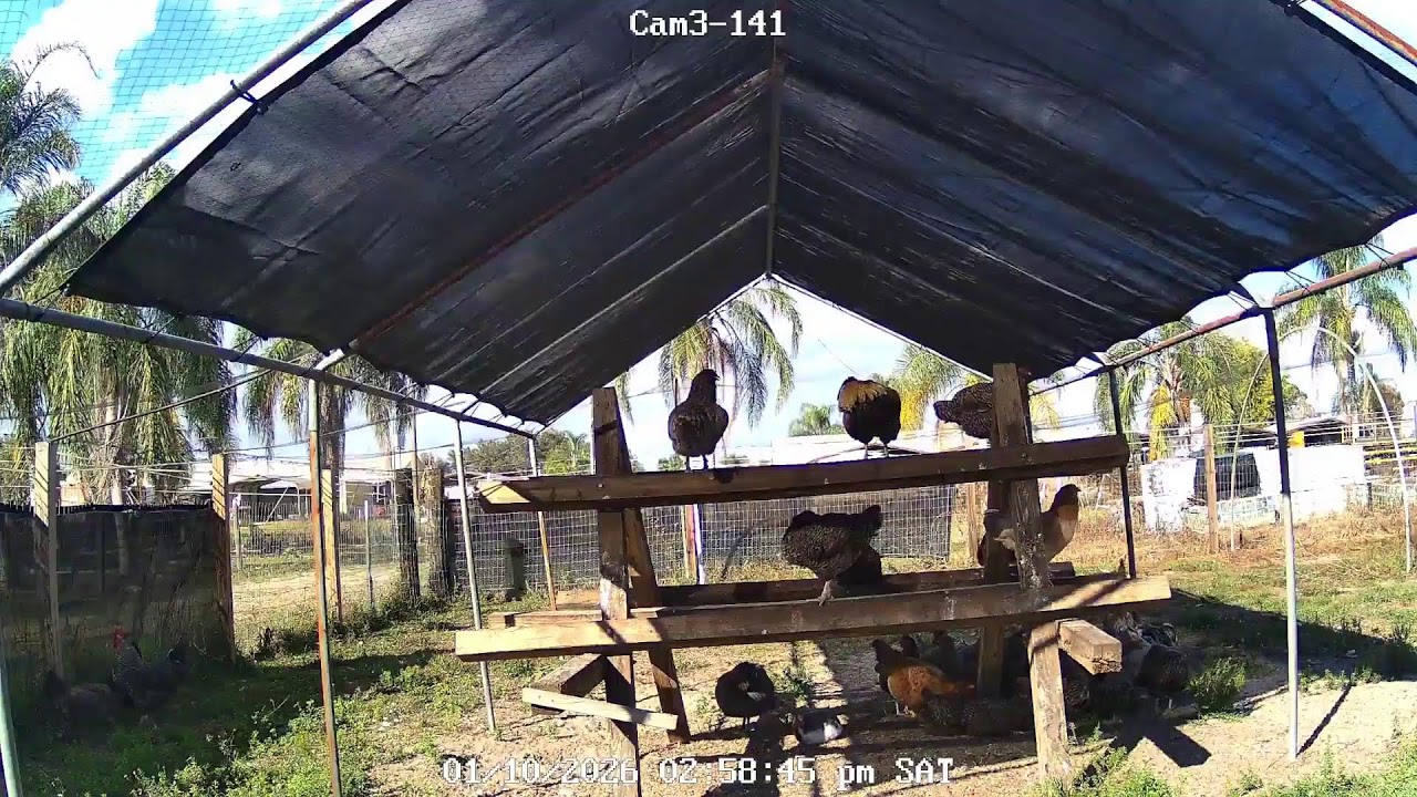 CHICKEN  LIVE CAM
