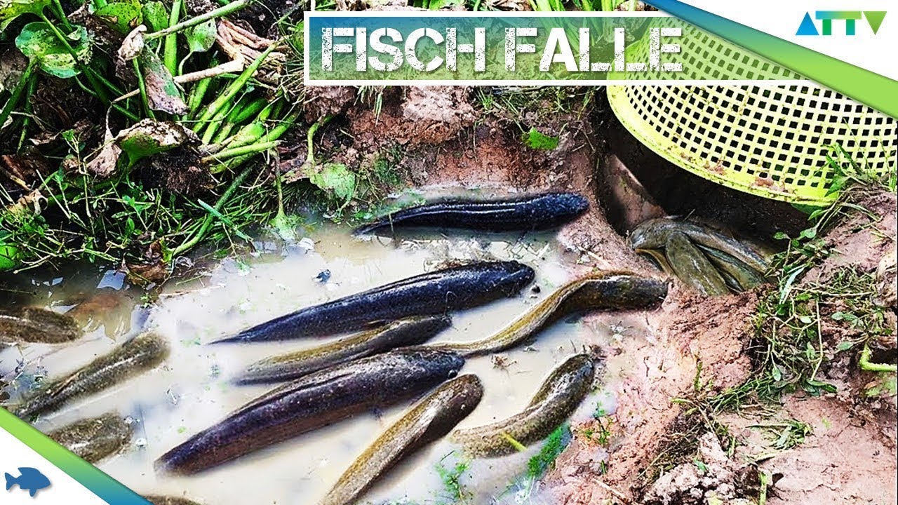 🐠🔺Natürliche FISCH FALLE bauen / Bauanleitung / Fishtrap with alot of Fish | AquaTerraTV