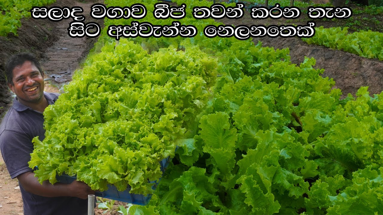සලාද වගාව බිජ සිටවිමේ සිට අස්වැන්න නෙලීම දක්වා Lettuce cultivation from seeding to harvesting