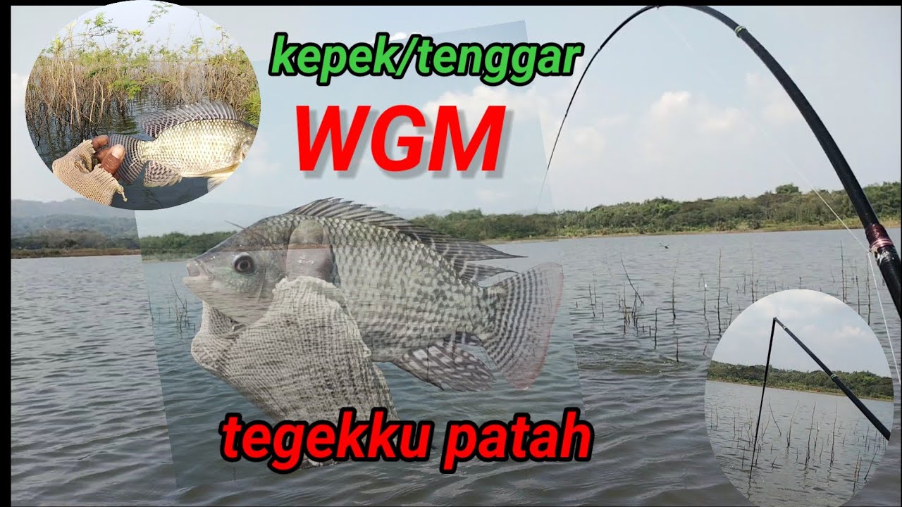 WGM terkini ❗ Disela Klampis kering banyak nila babon,,!! #wgmterbaru #fishing