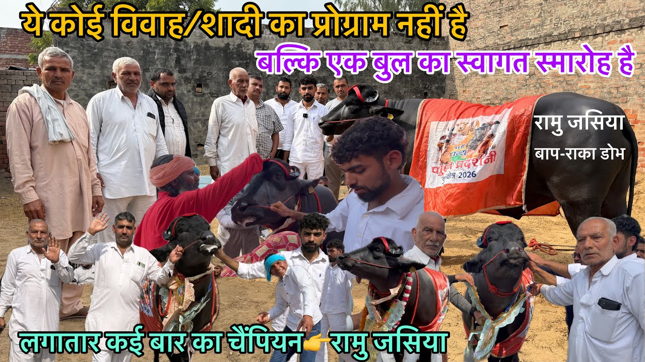 👉ये कोई शादी का प्रोग्राम नहीं-बल्कि एक बुल का स्वागत स्मारोह है💪लगातार कई बार का चैंपियन रामु जसिया