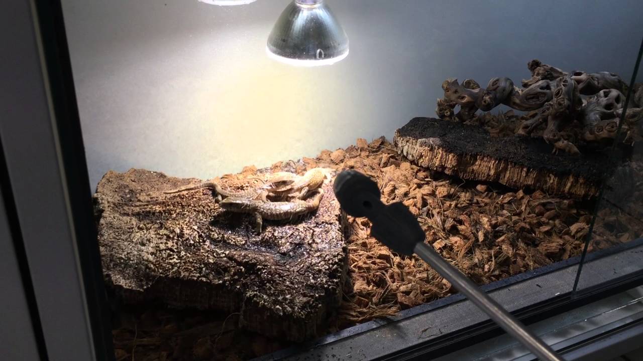Présentation des juvéniles Varanus exanthematicus et maintien en captivité