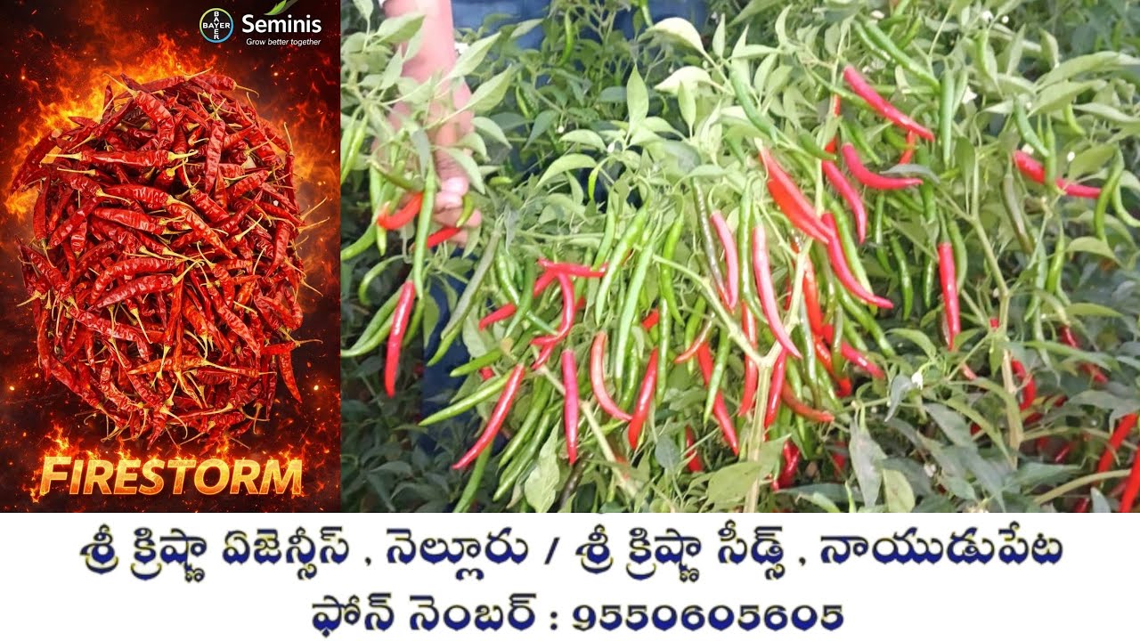 బేయర్ సెమీనీస్ వారి నూతన హైబ్రిడ్ మిరప ఫైర్ స్ట్రోమ్ || Bayer Seminis New Hybrid Chilli FIRESTROM ||