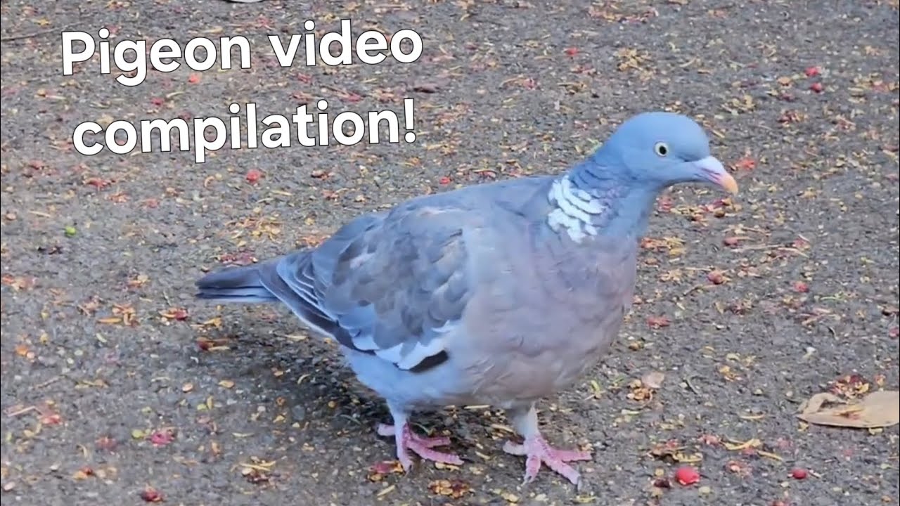 Pigeon Video compilation!