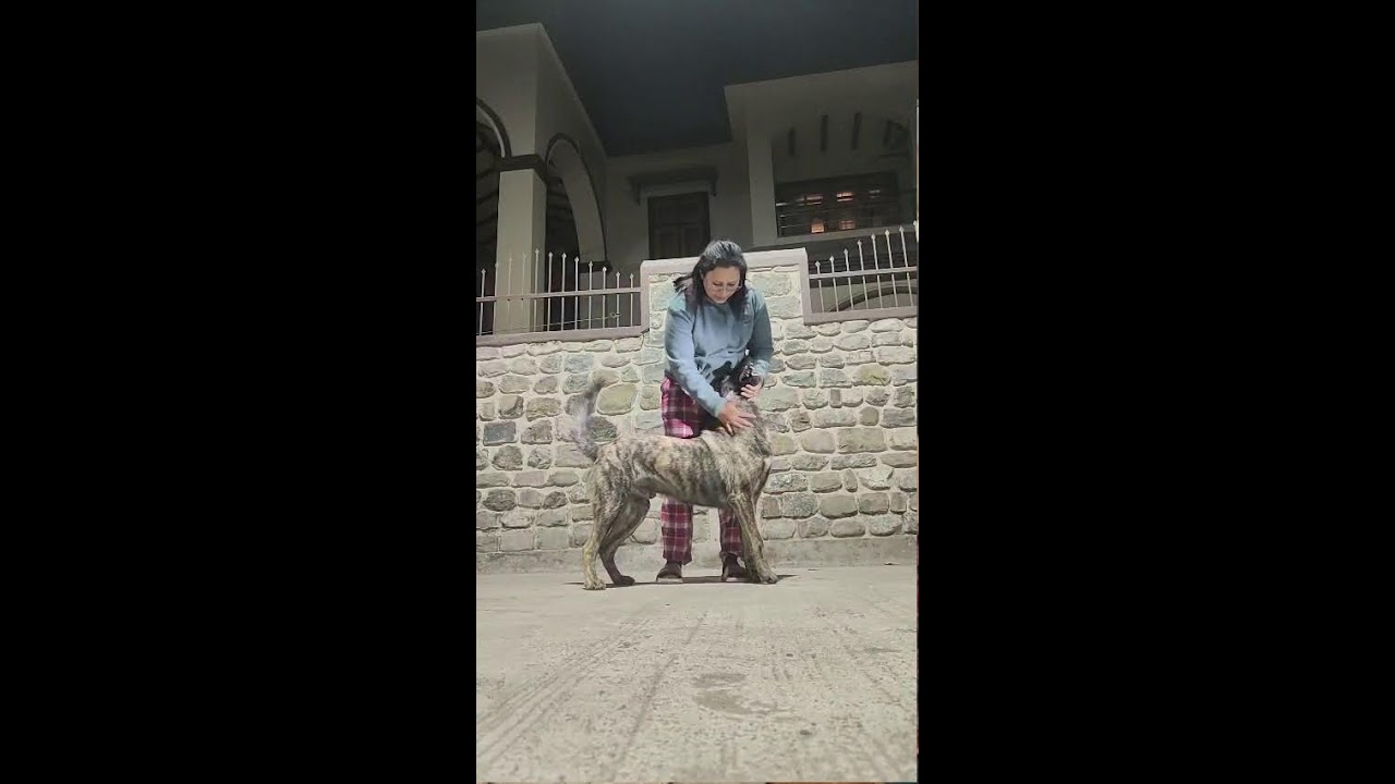 LETS MEET TIGER