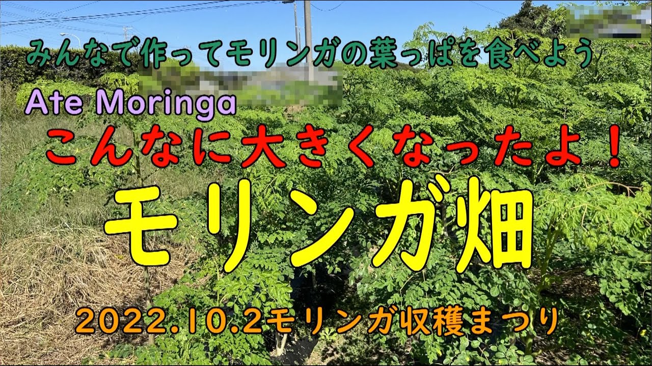 【モリンガ】こんなに大きくなったよ！モリンガ畑　みんなで作ってモリンガの葉っぱを食べよう！ 2022.10.2モリンガ収穫まつり@横芝光