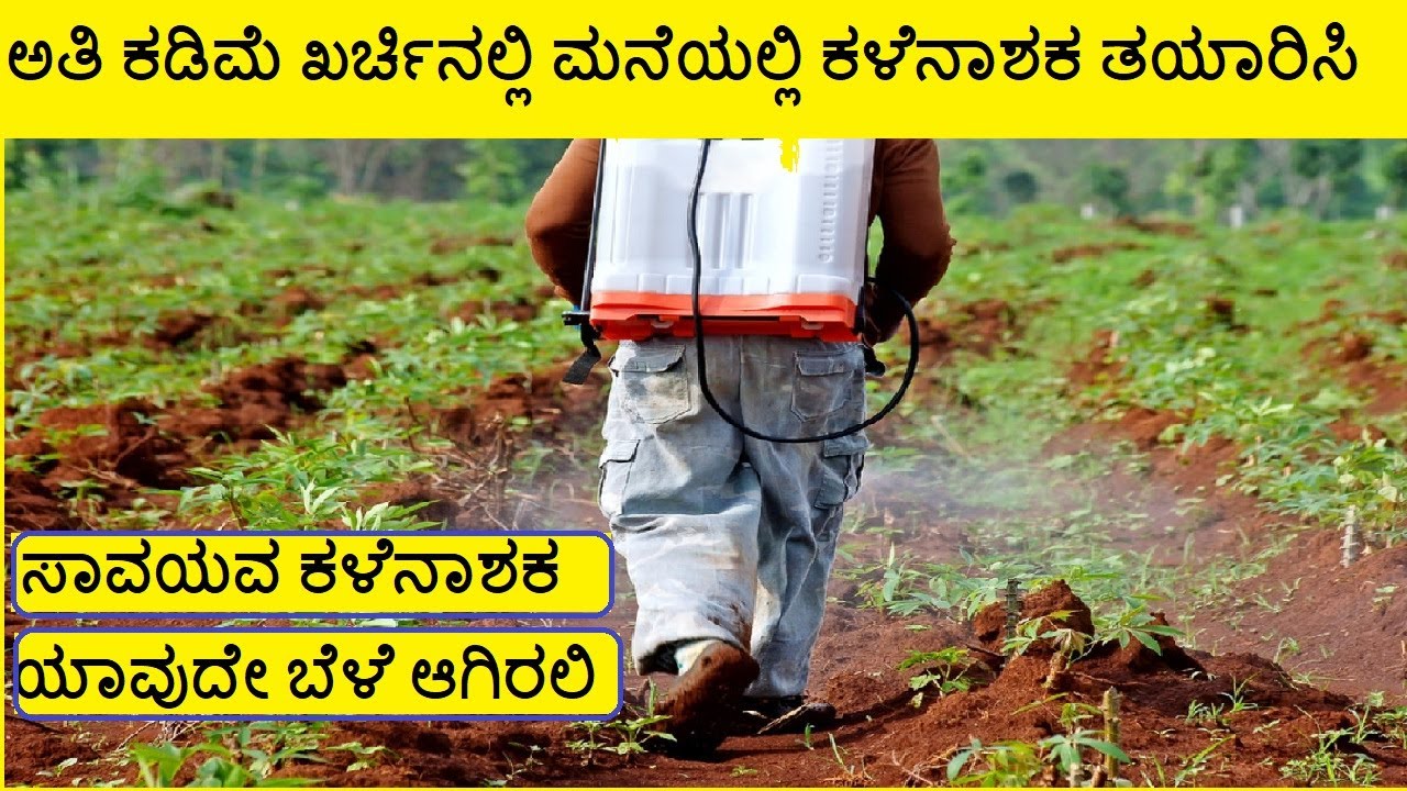 ಸಾವಯವ ಕಳೆನಾಶಕ ತಯಾರಿಸುವುದು ಹೇಗೆ ?? ಮನೆಯಲ್ಲಿ ತಯಾರಿಸುವ ವಿದಾನ savayava kalenashaka organic Hebricide