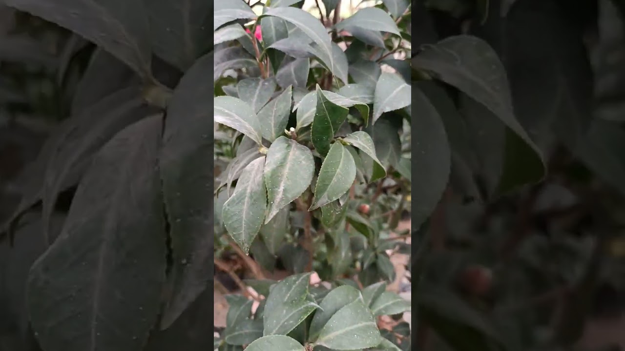 có ba cách làm cho cây hoa trà my khoẻ xum xuê nở hoa đúng tết,phúc lương 0979693836