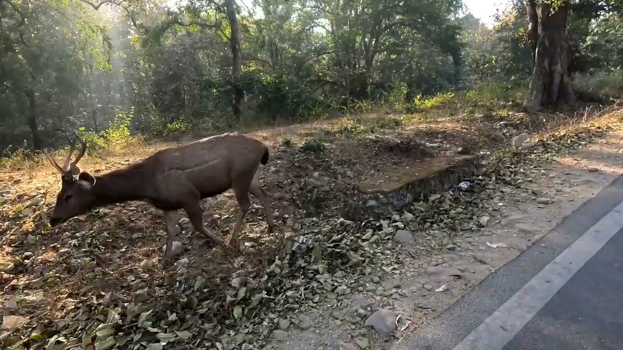 jim corbett national park tiger attack latest video tiger attack latest video night drive in jungle