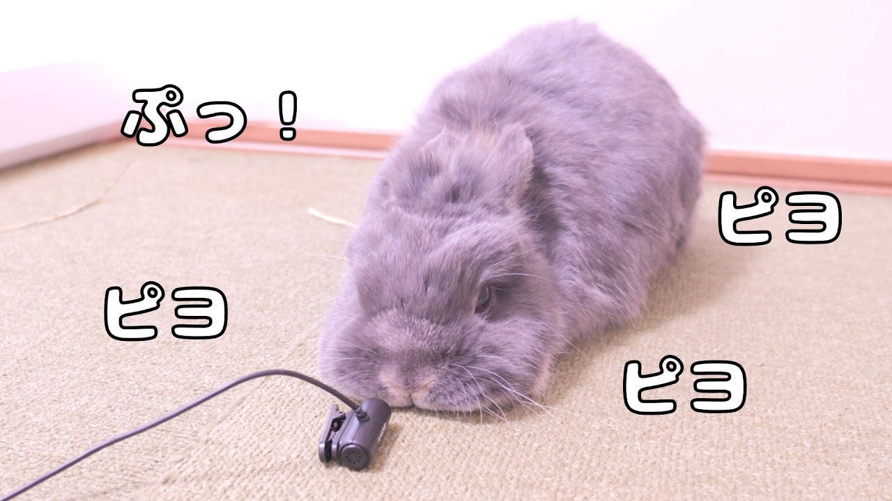 小型マイクを向けたら普段聞けない音まで拾えるようになりました【No.1843】