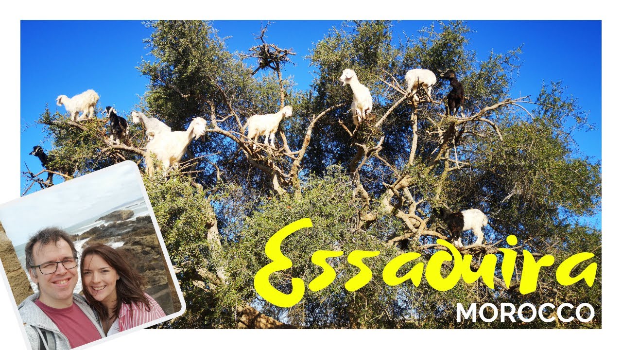 Morocco Part Two - We Visit Essaouira & See Goats in Trees | KrispySmore 2019