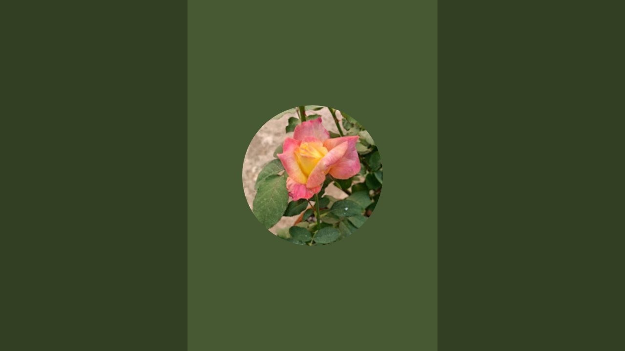Zakia gardening  is live