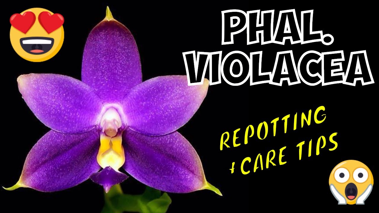 Phalaenopsis Violacea - Repotting and Care Tips