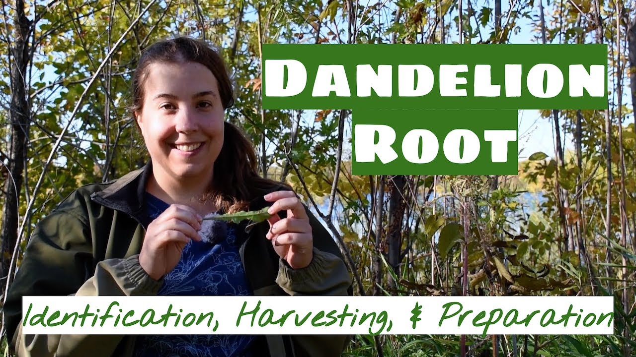 Dandelion Root: Identification, Harvesting, and Preparation