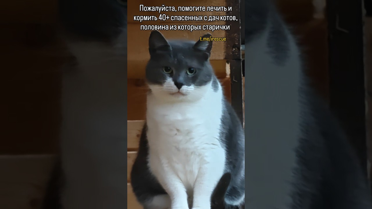 Для помощи СБ 5336 6901 6946 5830 или активная ссылка в описании профиля #cat #помощьбездомным