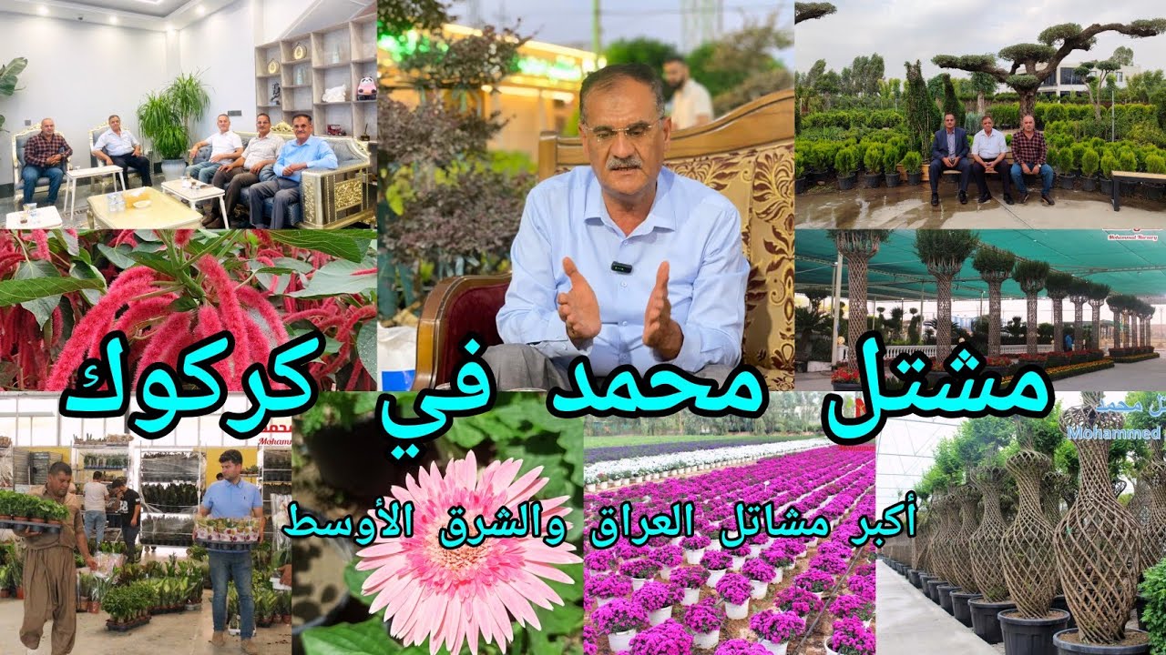 انتاج النباتات في مشتل محمد في كركوك اكبر مشتل بالعراق والشرق الأوسط  انتاج عراقي 🇮🇶 يفوق المستورد