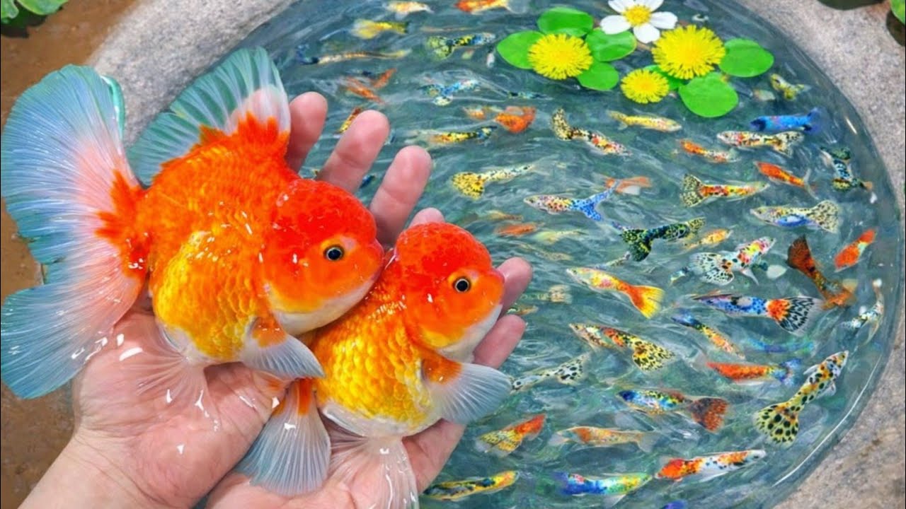 Catch beautiful aquarium fish in small pond koi, eel, nemo fish, pencil fish, guppy