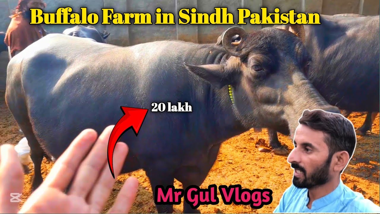 The Art of Buffalo Farming in Sindh, Pakistan