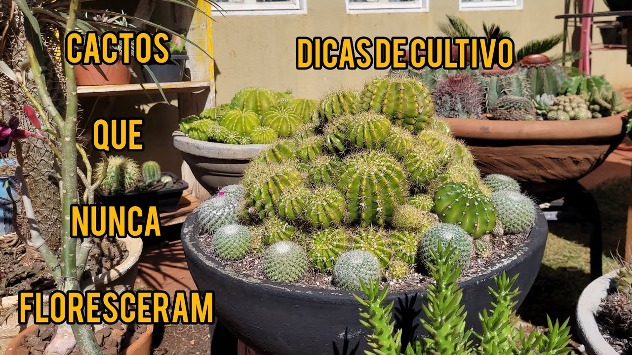 CACTOS QUE NUNCA DERAM FLORES. // DICAS DE CULTIVO. // TOUR NA COLEÇÃO 💚🌵